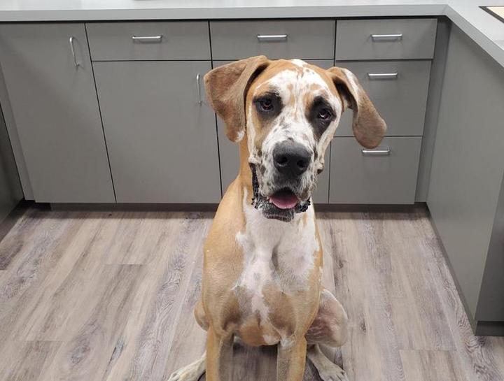 The Woodlands Dog Veterinarian Dog vet